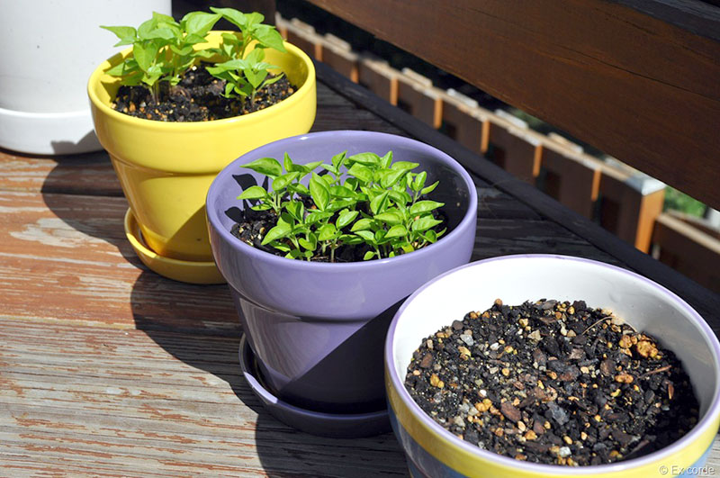 Aprenda a plantar pimenta em vasos para ter em casa - HF Urbanismo